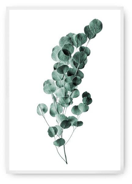 Eucalyptus Emerald Green poszter