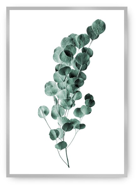 Eucalyptus Emerald Green poszter