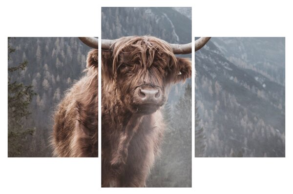 Kép - Highlander tehén (90x60 cm)