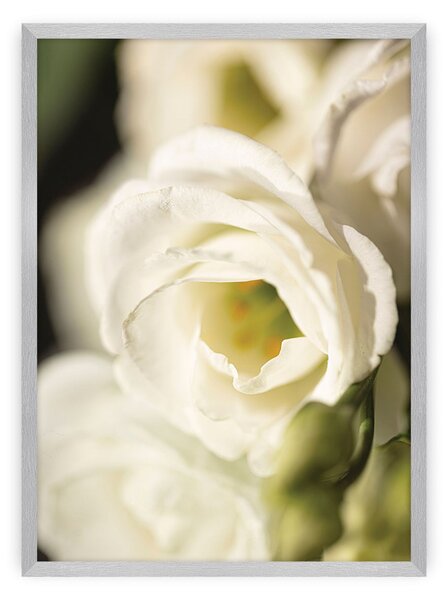 Flower Wall poszter