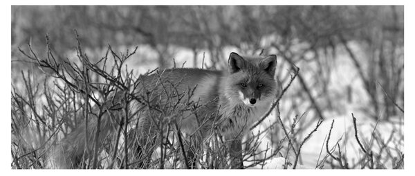 Kép - Róka télen (120x50 cm)