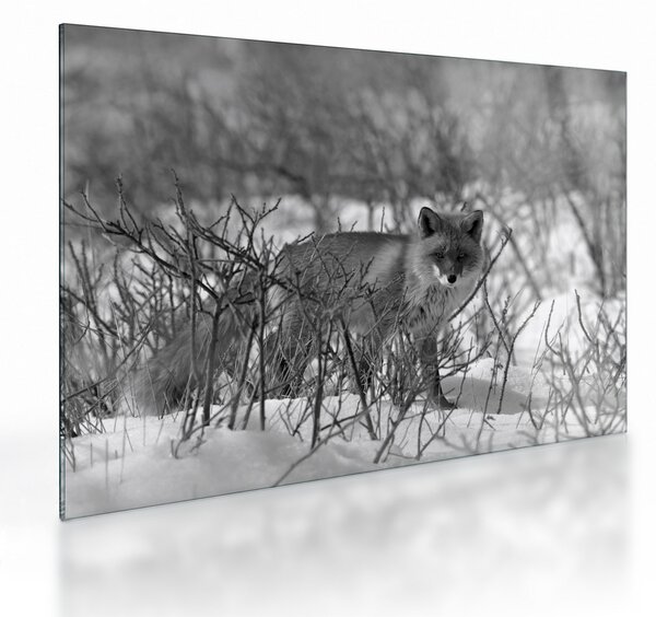 Üveg kép - Róka télen (70x50 cm)