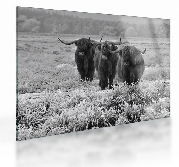 Üveg kép - Skót tehenek (70x50 cm)