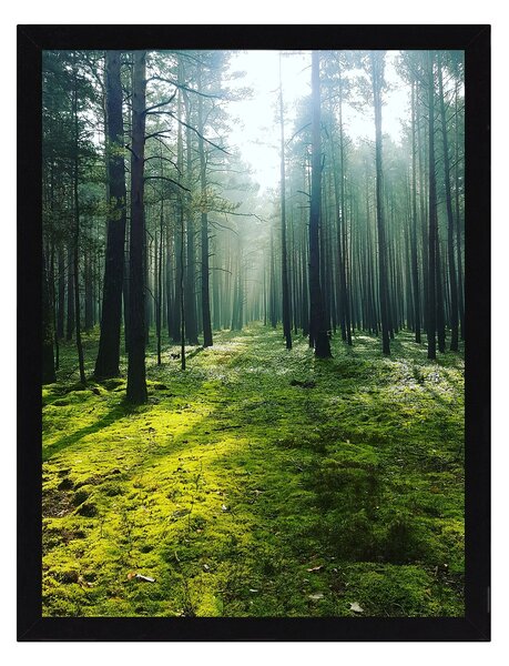 Green Forest kép 30x40cm