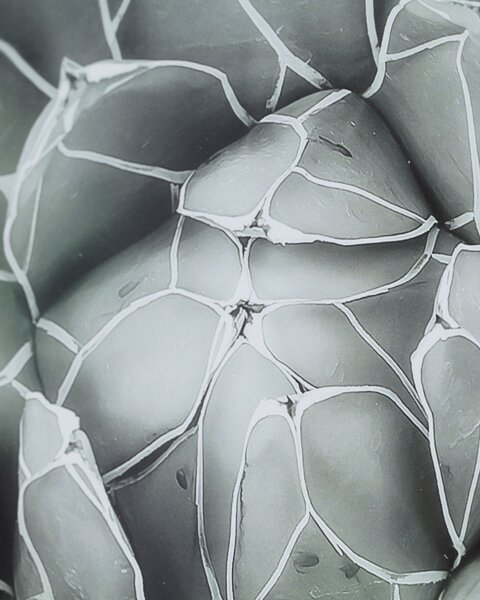 Succulents II kép 40x50cm