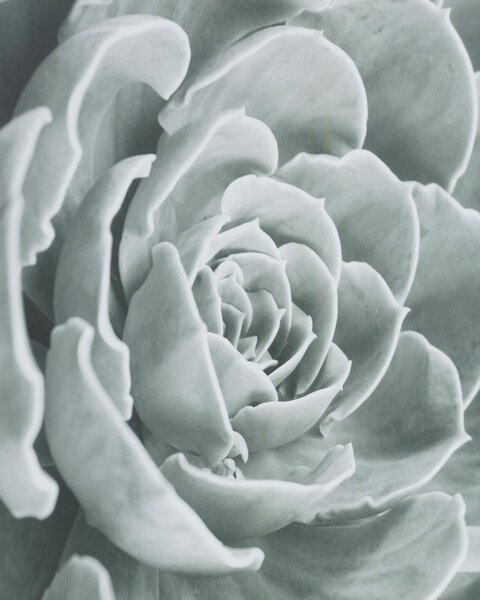 Succulents I kép 40x50cm