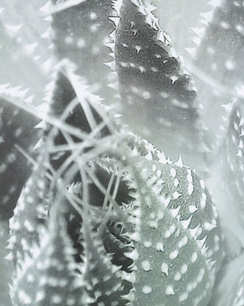 Succulents III kép 40x50cm