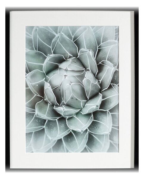Succulents II kép 40x50cm