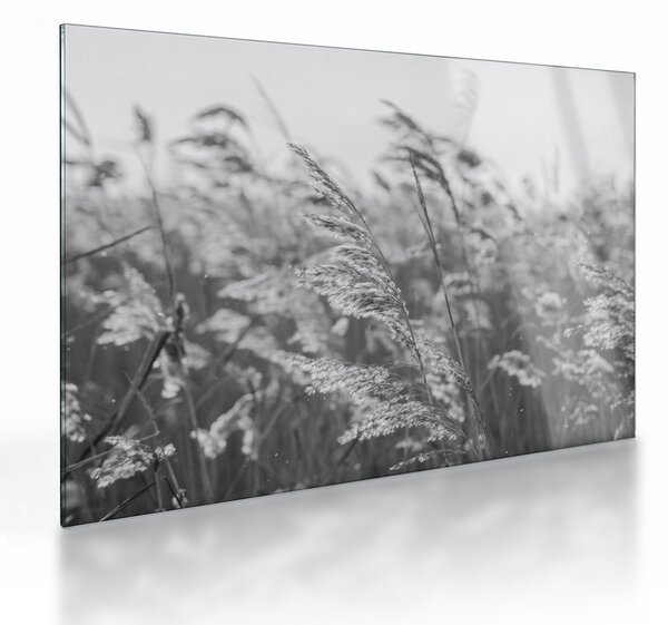Üveg kép - Fű a szélben (70x50 cm)