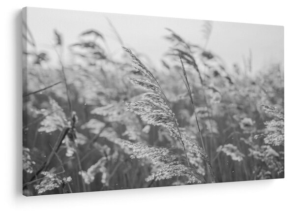 Kép - Fű a szélben (90x60 cm)