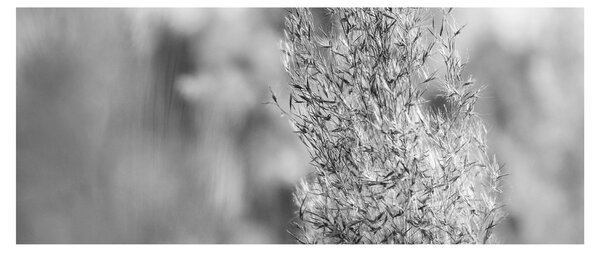 Kép - Boho pampafű (120x50 cm)