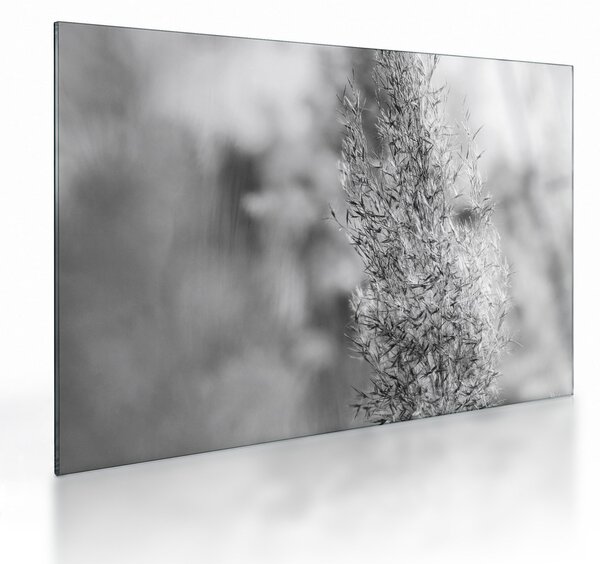 Üveg kép - Boho pampafű (70x50 cm)