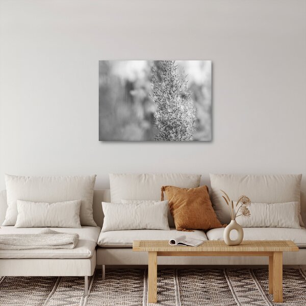 Kép - Boho pampafű (70x50 cm)