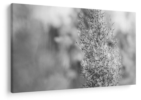 Kép - Boho pampafű (90x60 cm)