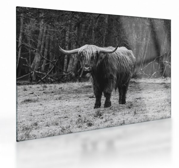 Üveg kép - Skót tehén (70x50 cm)