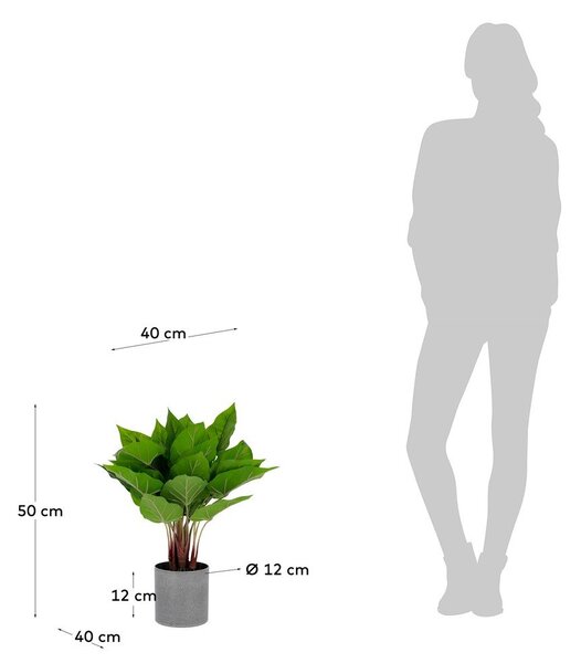 Toulitka művirág, magasság 50 cm - Kave Home
