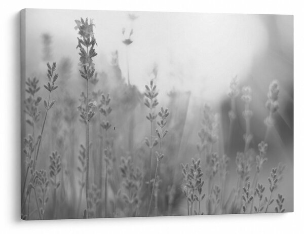 Kép - Levendula (70x50 cm)