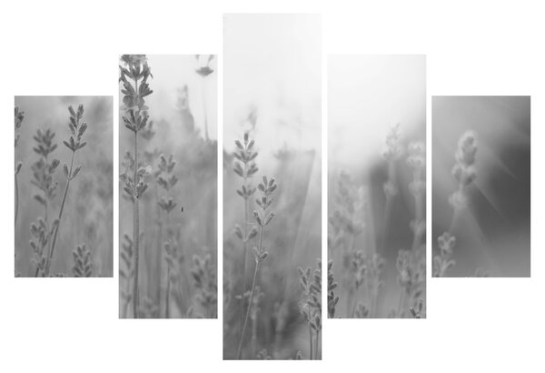 Kép - Levendula (150x105 cm)