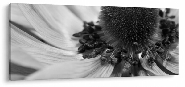 Kép - Virág fekete-fehérben (120x50 cm)