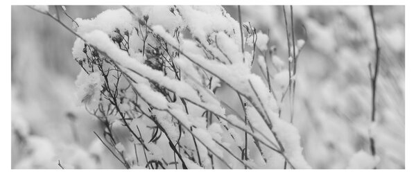 Kép - Havas ágak (120x50 cm)