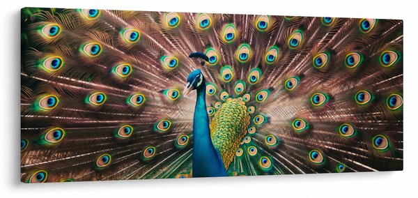 Kép - Páva (120x50 cm)