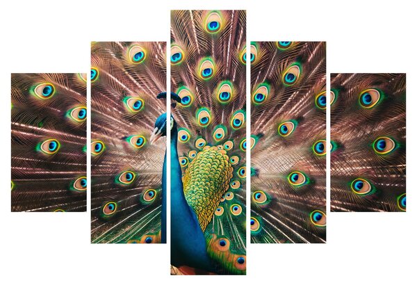 Kép - Páva (150x105 cm)