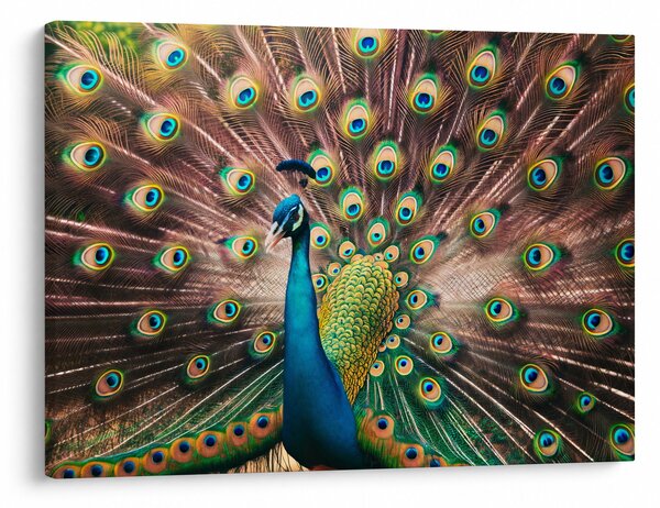 Kép - Páva (70x50 cm)