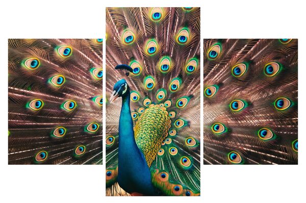 Kép - Páva (90x60 cm)