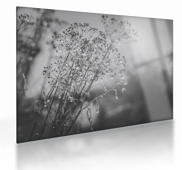 Üveg kép - Mező az eső után (70x50 cm)