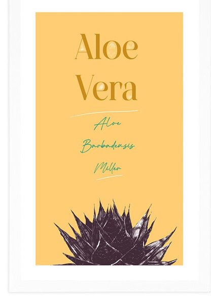 Poszter paszportuval stílusos felirattal Aloe Vera