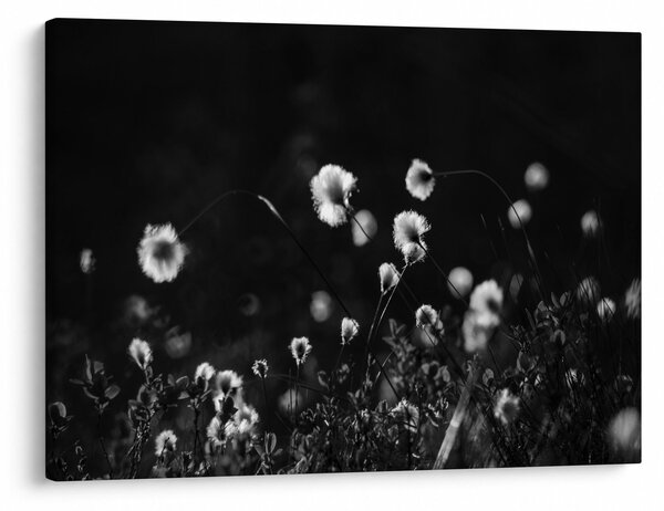Kép - Gyapotfűvel borított rét N⁰1 (70x50 cm)