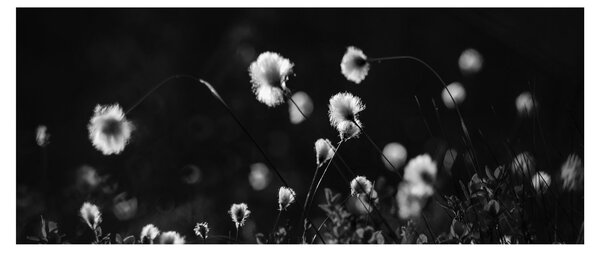 Kép - Gyapotfűvel borított rét N⁰1 (120x50 cm)