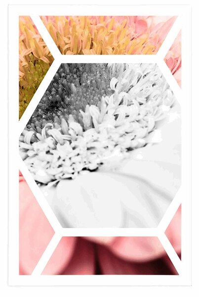Poszter gerbera hatszögben