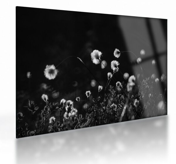 Üveg kép - Gyapotfűvel borított rét N⁰1 (70x50 cm)