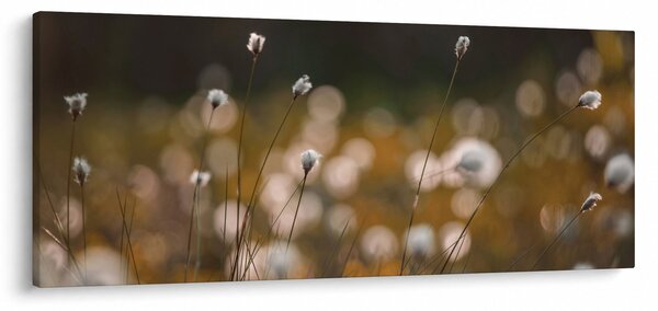 Kép - Gyapotfűvel borított rét N⁰2 (120x50 cm)