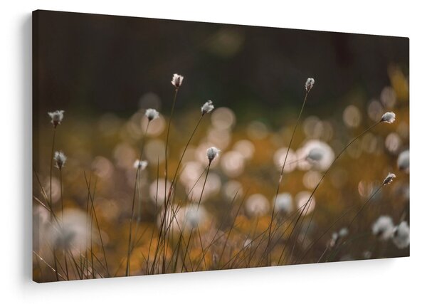 Kép - Gyapotfűvel borított rét N⁰2 (90x60 cm)
