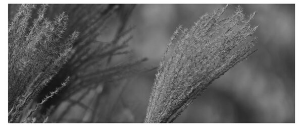 Kép - Szárított pampafű (120x50 cm)
