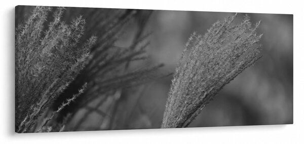 Kép - Szárított pampafű (120x50 cm)