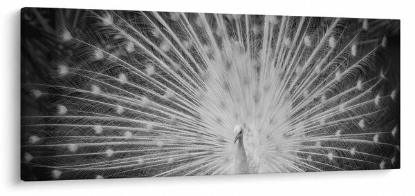 Kép - Fehér páva (120x50 cm)