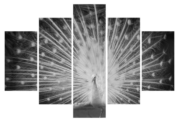 Kép - Fehér páva (150x105 cm)