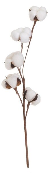 Szárított növény (magasság 55 cm) Cotton – Casa Selección