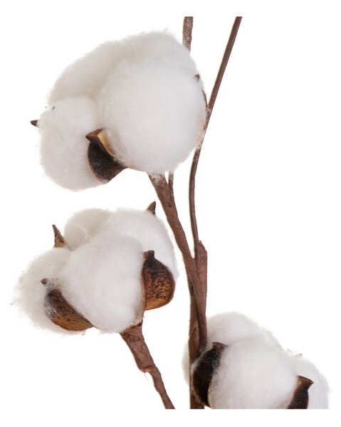 Szárított növény (magasság 55 cm) Cotton – Casa Selección
