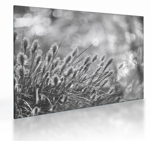 Üveg kép - Bézs színű puha fű N⁰1 (70x50 cm)