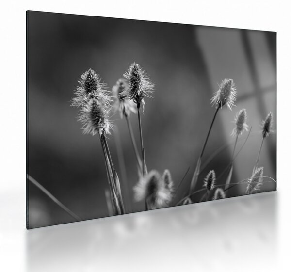 Üveg kép - Bézs színű puha fű N⁰2 (70x50 cm)