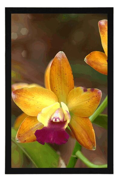 Poszter narancssárga orchidea