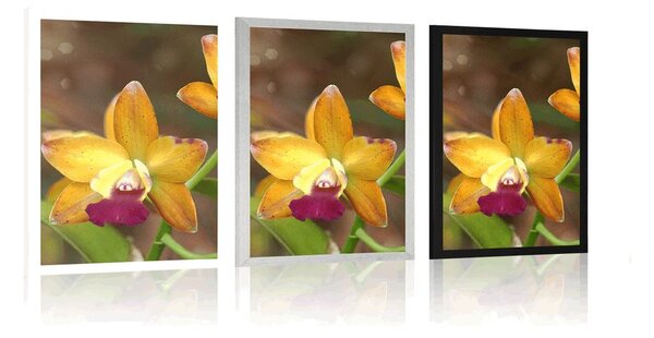 Poszter narancssárga orchidea