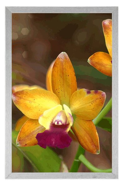 Poszter narancssárga orchidea