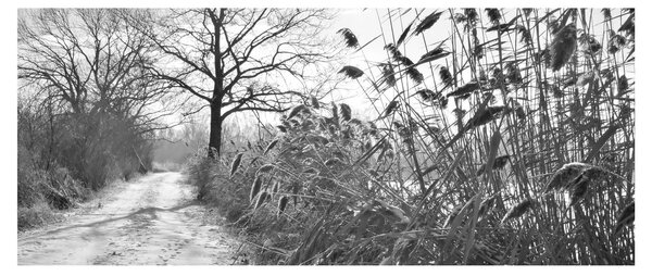Kép - Mezők télen (120x50 cm)