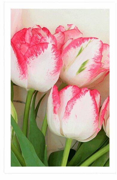 Poszter tavaszi tulipánok
