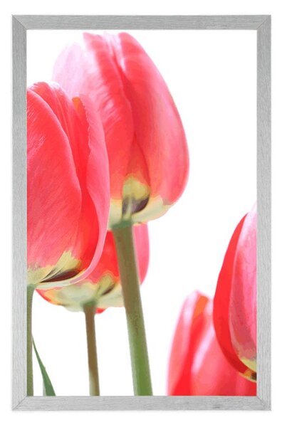 Poszter piros tulipán